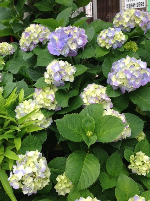 image (63).jpeg